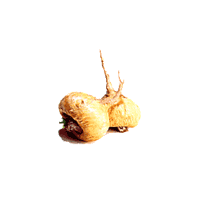 Maca Bio en gélules (Lepidium meyenii*)