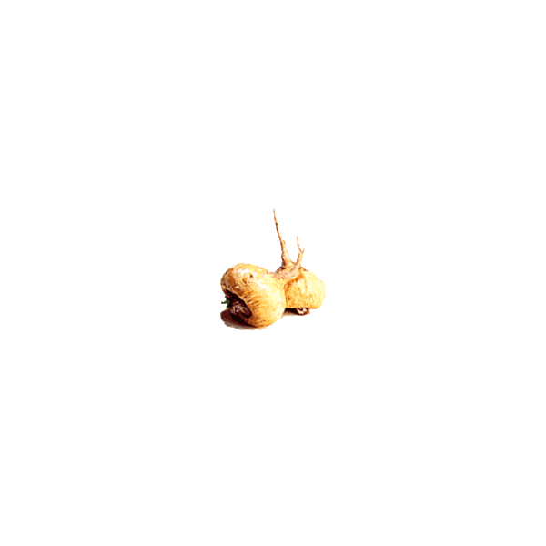Maca Bio en gélules (Lepidium meyenii*)