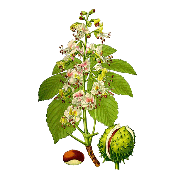 Marron d'Inde Bio en gélules (Aesculus hippocastanum)