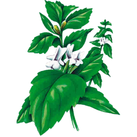 Marrube blanc en gélules (Marrubium vulgare)