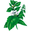 Marrube blanc en gélules (Marrubium vulgare)