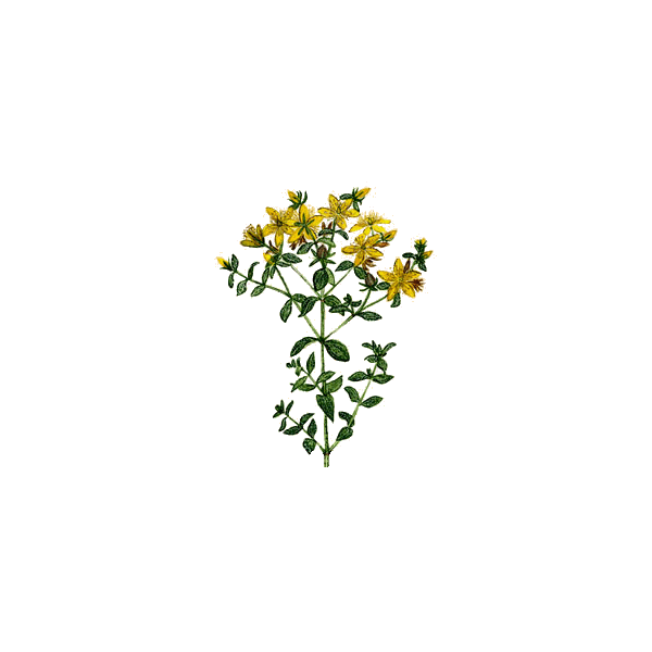 Millepertuis Bio en gélules (Hypericum perforatum)
