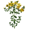 Millepertuis Bio en gélules (Hypericum perforatum)