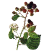 Mûrier (Ronce) en gélules (Morus nigra)