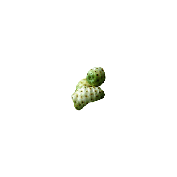 Noni Hawaïen fruits en gélules (Morinda citrifolia)
