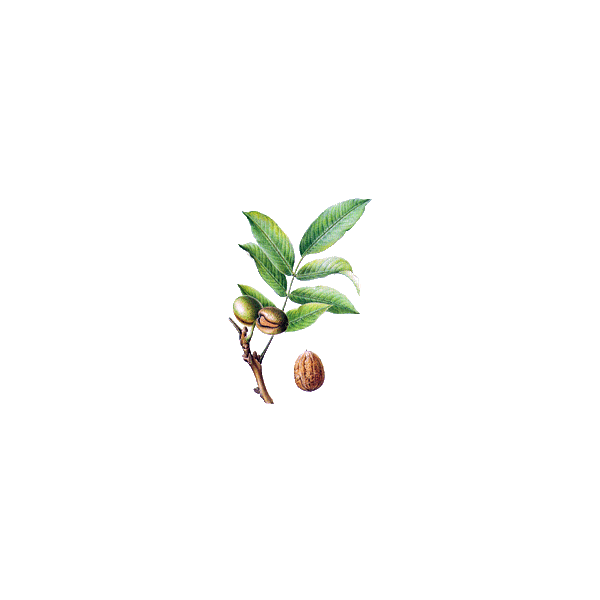 Noyer feuille en gélules (Juglans regia)