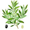 Olivier feuille Bio en gélules (Olea europaea)