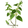 Ortie Blanche ou Lamier en gélules (Lamium album)