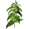 Ortie Piquante feuille Bio en gélules (Urtica dioïca)