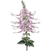 Orthosiphon en gélules (Orthosiphon stamineus)