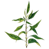 Pariétaire en gélules (Parietaria officinalis)