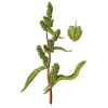 Patience racine en gélules (Rumex patienta)