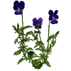 Pensée Sauvage Bio (Viola tricolor)