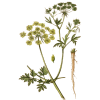 Persil racine en gélules (Petroselinum sativum)