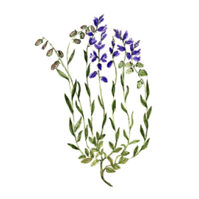 Polygala en gélules pour les bronches et poumons (Polygala tenuifolia)
