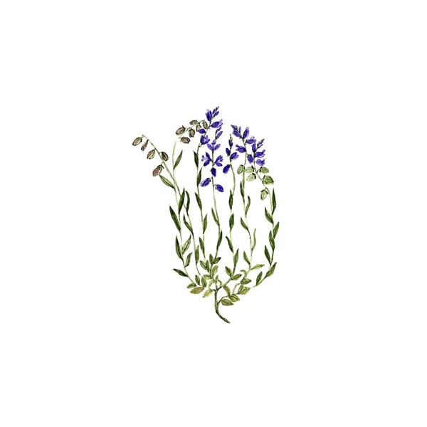 Polygala en gélules pour les bronches et poumons (Polygala tenuifolia)
