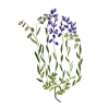 Polygala en gélules pour les bronches et poumons (Polygala tenuifolia)
