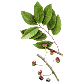 Pygeum Africanum en gélules (Prostate)