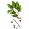 Pygeum Africanum en gélules (Prostate)