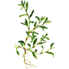 Renouée des Oiseaux en gélules Pullulan (Polygonum aviculare)