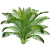 Sabal Serrulata (Palmier nain) extrait 24% Fatty acid (Serenoa repens) 