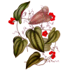 Salsepareille en gélules (Smilax officinalis medica)