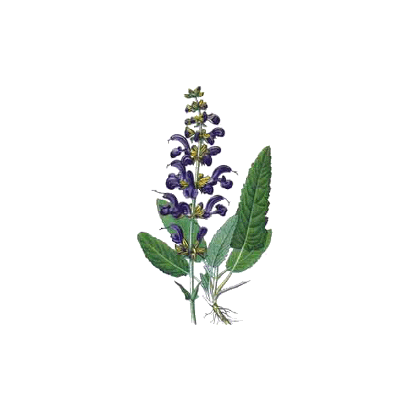 Sauge officinale bio en gélules (Salvia officinalis)
