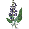 Sauge officinale bio en gélules (Salvia officinalis)