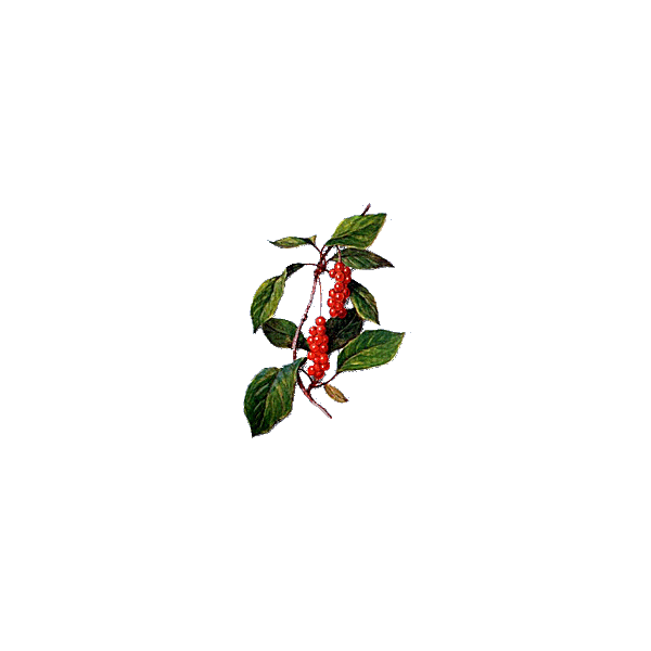Baies de Schisandra en gélules (Schisandra chinensis)