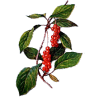 Baies de Schisandra en gélules (Schisandra chinensis)