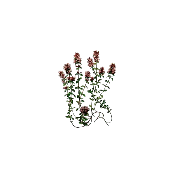 Thym de Provence BIO en gélules (Thymus vulgaris)