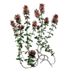 Thym de Provence BIO en gélules (Thymus vulgaris)