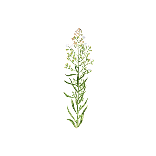 Vergerette du Canada en gélules (Erygeron canadensis)