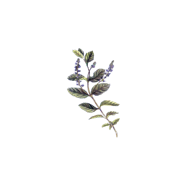 Véronique en gélules (Veronica officinalis)