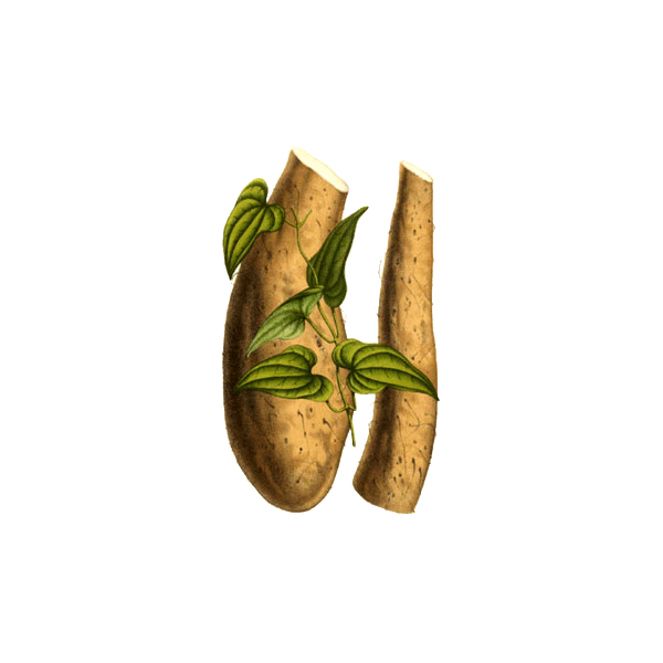 YAM Wild-Yam (Igname) extrait en gélules (Dioscorea villosa)