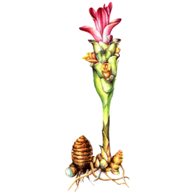 Racine de Zédoaire en gélules (Curcuma zedoaria)