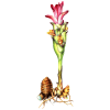 Racine de Zédoaire en gélules (Curcuma zedoaria)