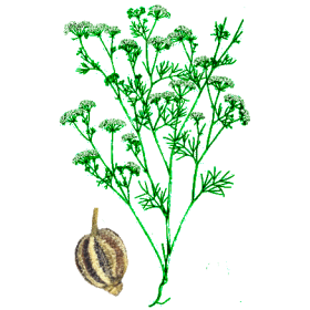 Huile essentielle Ajowan Sauvage (Trachyspermum ammi L.)