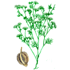 Huile essentielle Ajowan Sauvage (Trachyspermum ammi L.)