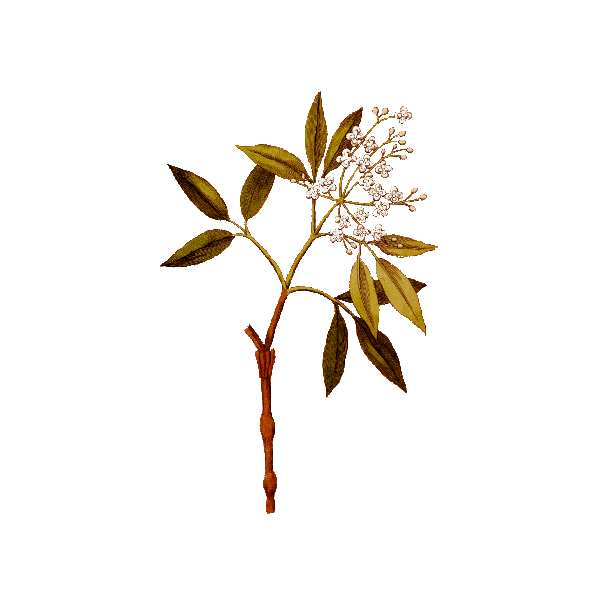 Huile essentielle Amyris Sauvage (Amyris balsamifera L.)