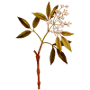 Huile essentielle Amyris Sauvage (Amyris balsamifera L.)