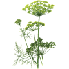 Huile essentielle Aneth Bio (Anethum graveolens L.)