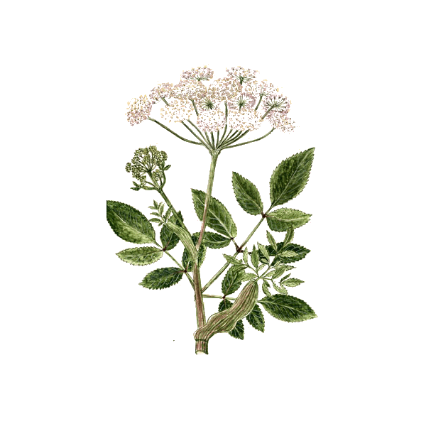 Huile essentielle Angélique Bio (Angelica archangelica L.)