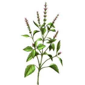 Huile essentielle Basilic Sacré sauvage (Ocimum sanctum)