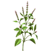Huile essentielle Basilic Sacré sauvage (Ocimum sanctum)