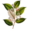 Huile essentielle de Benjoin Bio (Styrax tonkinensis Craib.)