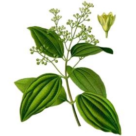 Bois de Rose Bio
