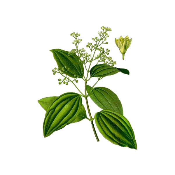 Bois de Rose Bio
