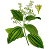 Bois de Rose Bio