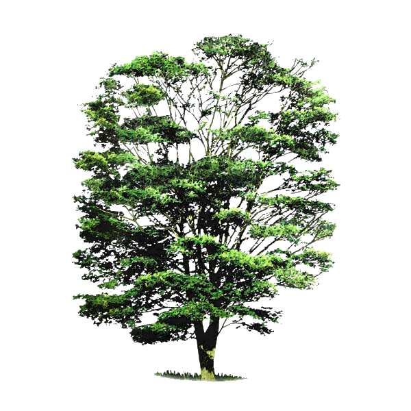 Huile essentielle de Cabreuva (Myrocarpus fastigiatus)